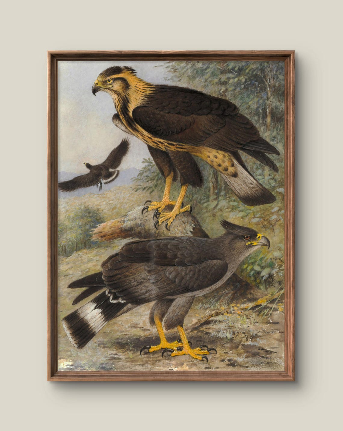 Vintage Eagle Pair Perched Naturalist Bird Illustration Poster