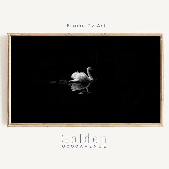 White Swan On Black Water Minimalist Black And White Photo Poster