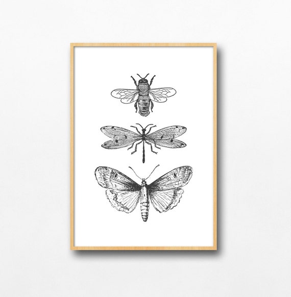 Bee Moth Dragonfly Sketch Trio, Minimal Ink Line Art Print