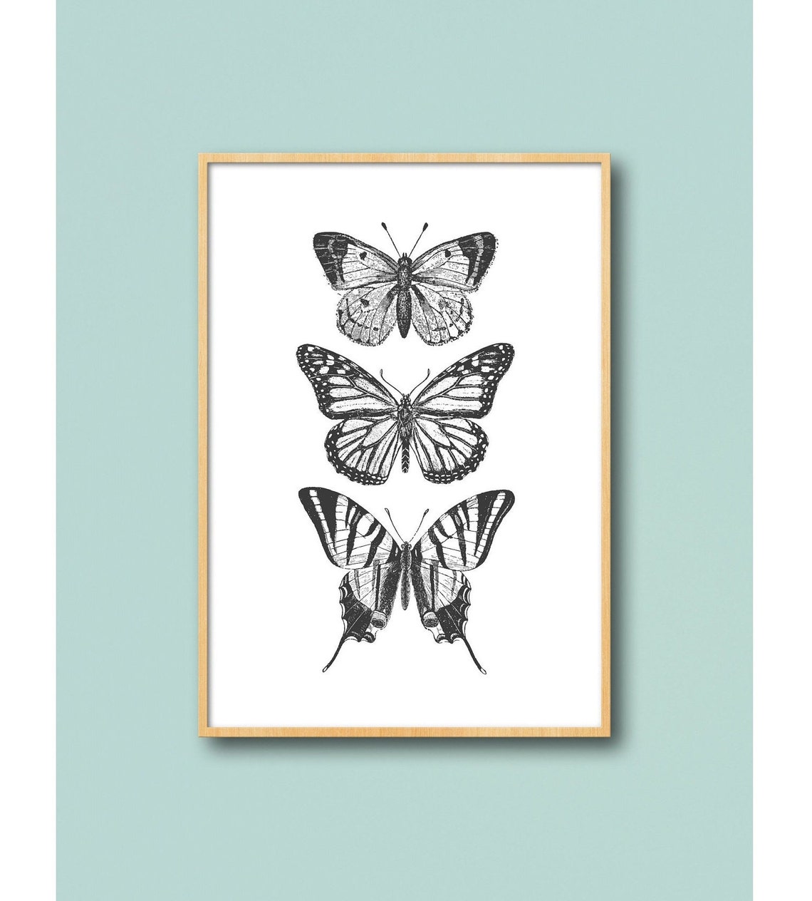 Three Butterfly Engraving Illustrations Vintage Entomology Poster