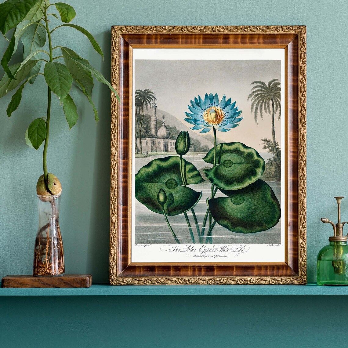 Robert John Thornton Blue Egyptian Water Lily Temple Pond Poster - Image 3