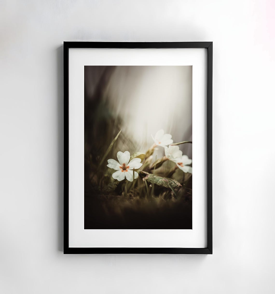 White Wildflowers in Gentle Morning Light Macro Photo Poster