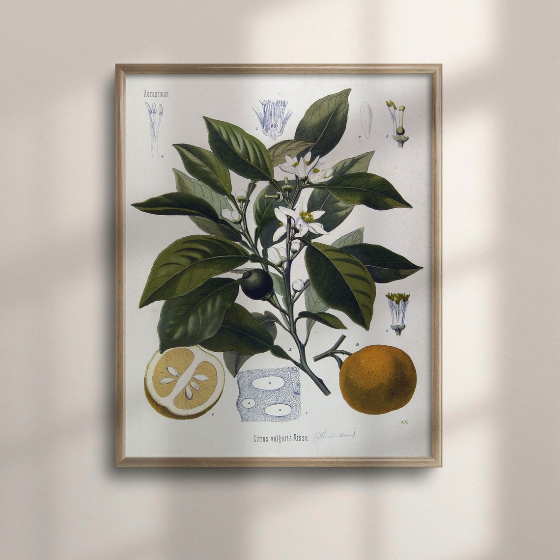 Citrus Vulgaris Risso Bitter Orange Vintage Botanical Chart Art Poster