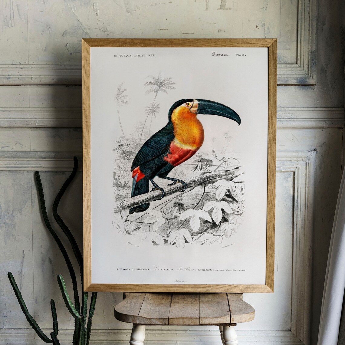 Tucan Vintage Animal Drawing, Antique Wall Art Print - Image 4