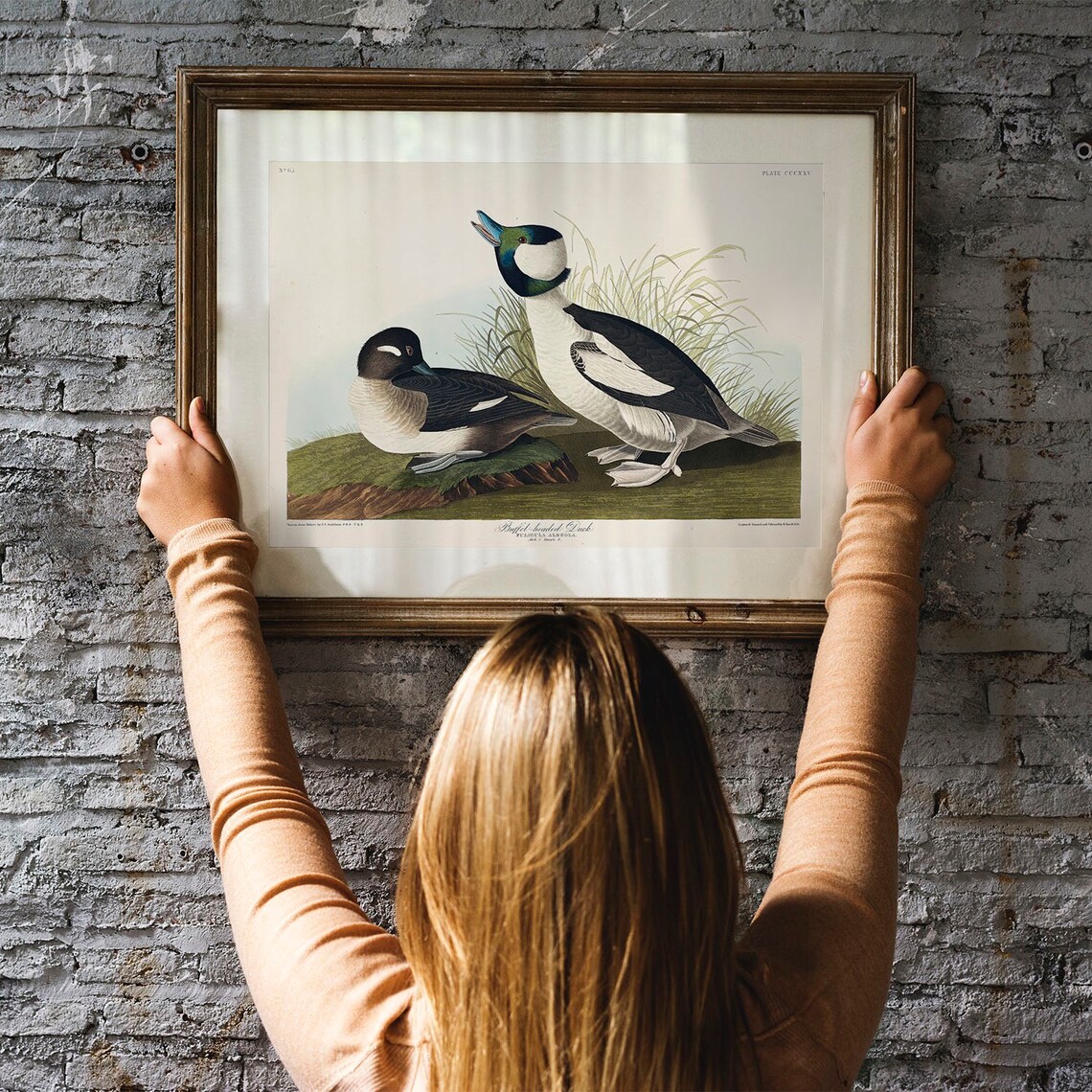 Buffel Headed Duck Vintage Bird Print Poster - Image 3