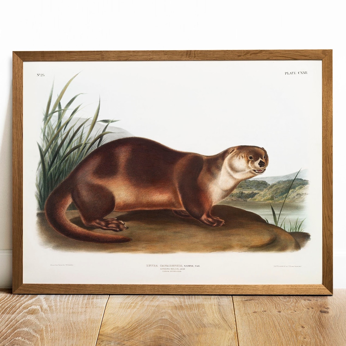 Otter Antique Animal Painting Vintage Drawing Art Print - Image 3