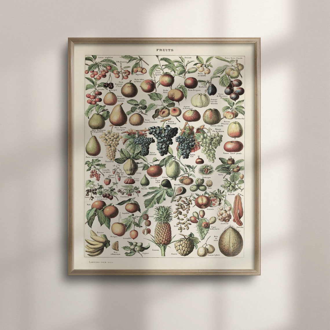 Adolphe Millot 1909 Fruits Botanical Chart Vintage Kitchen Poster