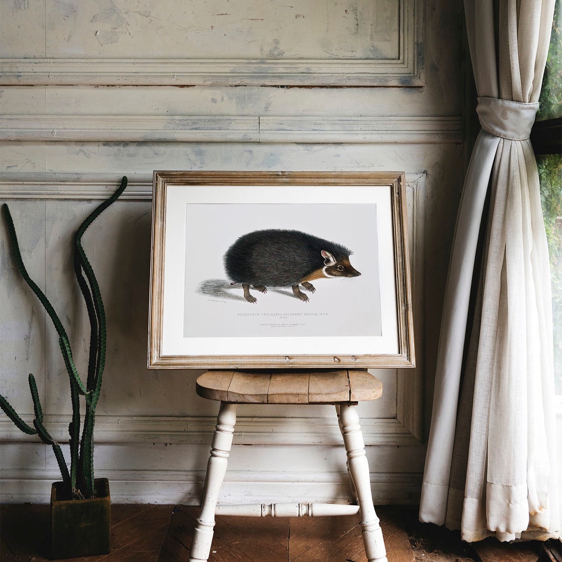 Collared Hedgehog Vintage Natural History Illustration Poster - Image 4
