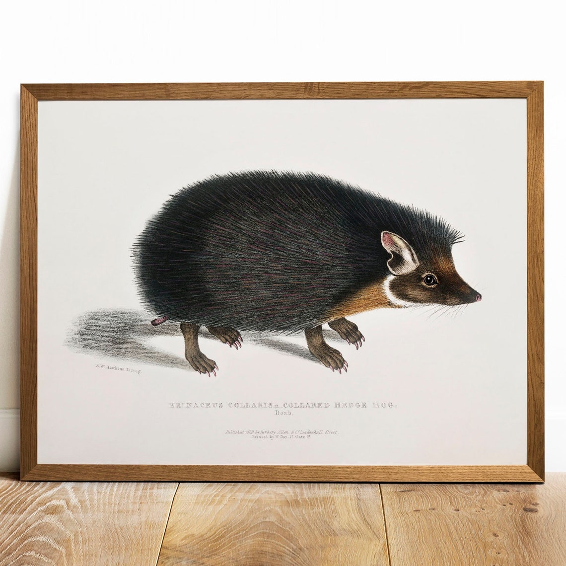 Collared Hedgehog Vintage Natural History Illustration Poster