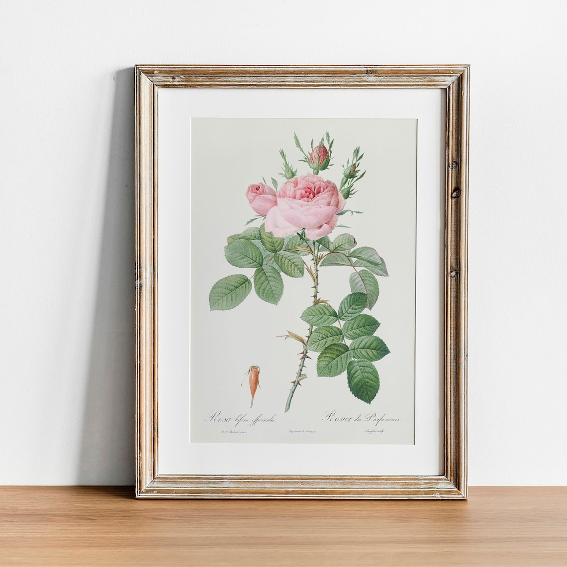 Antique Pink Rose Botanical Art Print, Vintage