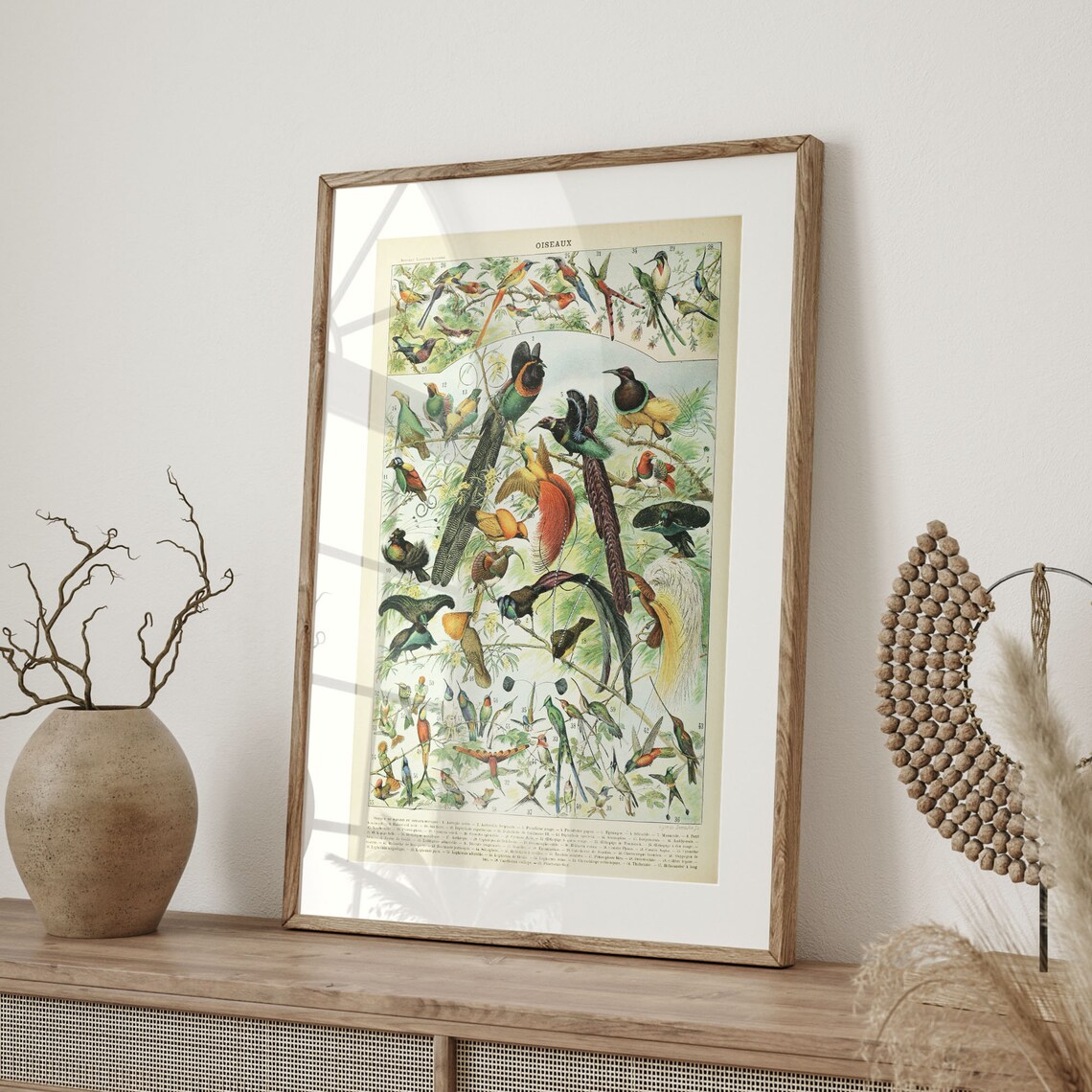 Adolphe Millot 1909 Oiseaux Birds of Paradise Chart Vintage Poster - Image 4