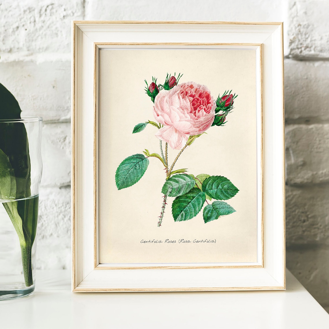 Pink Rose Centifolia Botanical Engraving Vintage Flower Art Print - Image 4