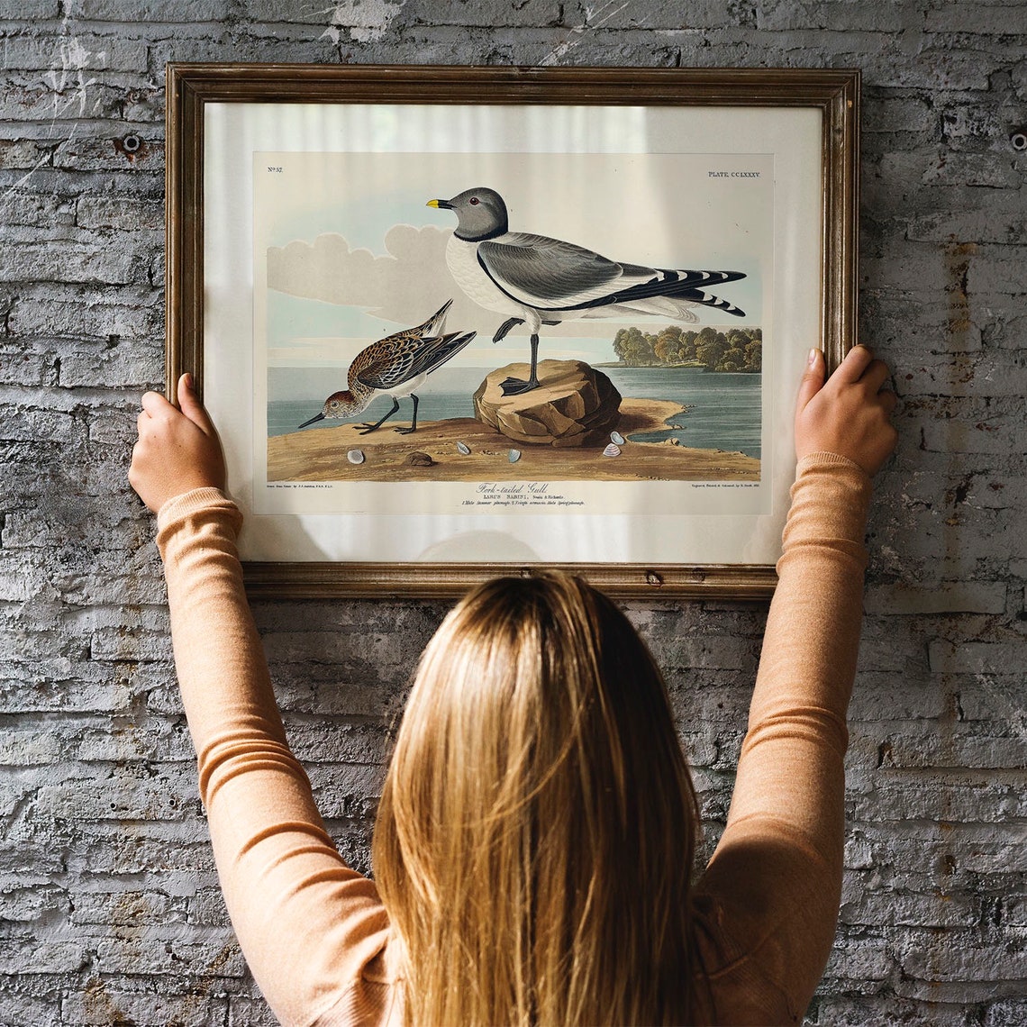 Audubon Fork Tailed Gull Seabirds Vintage Shore Bird Plate Poster - Image 3