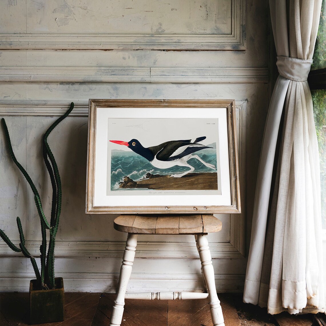 Oystercatcher Bird Antique Vintage Drawing Art Print - Image 4