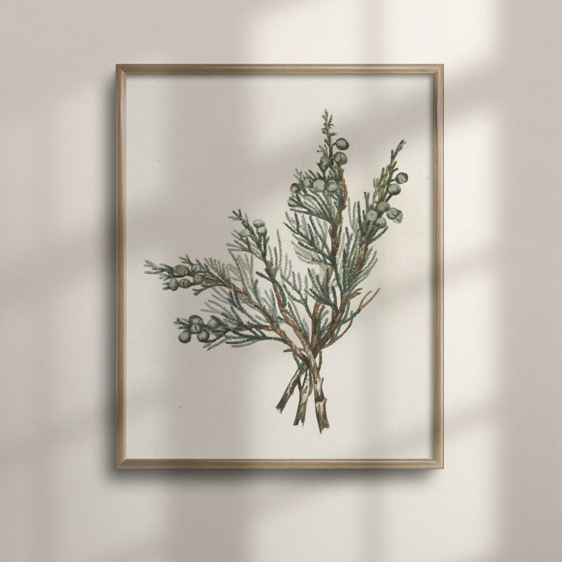 Evergreen Branch With Berries Winter Botanical Watercolor Art Poster