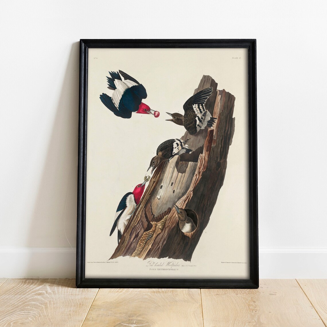 Woodpecker Antique Bird Painting, Vintage Art Print