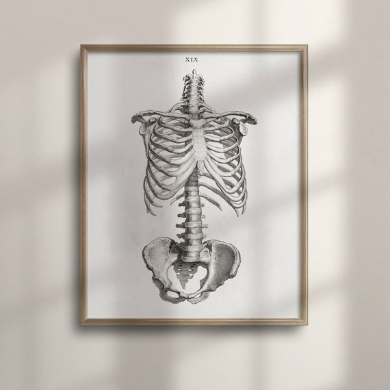 Antique Skeleton Anatomy Vintage Medical Art Print