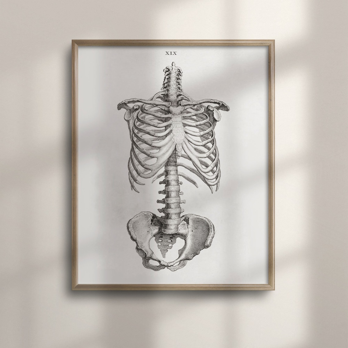 Antique Skeleton Anatomy Vintage Medical Art Print