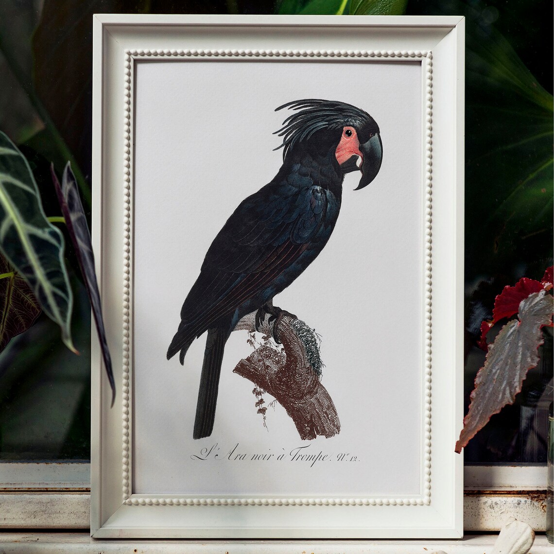 Palm Cockatoo Parrot Vintage Drawing Art Print - Image 4