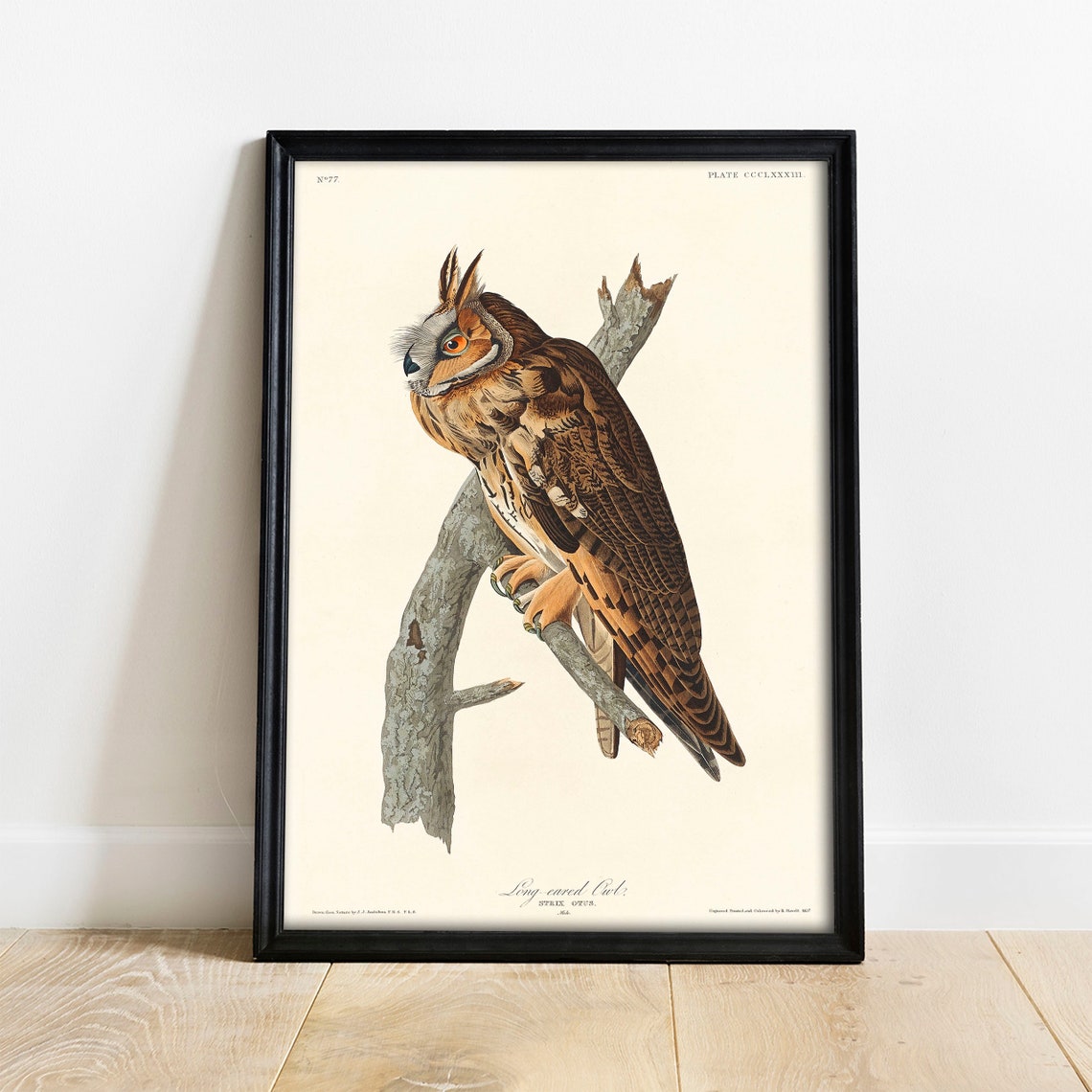 Long-Eared Owl on Branch Antique Bird Plate Illustration Poster