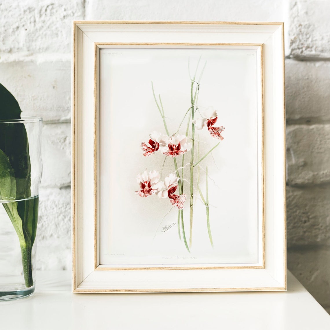 Vintage Vanda Orchid Botanical Illustration Delicate Floral Art Poster