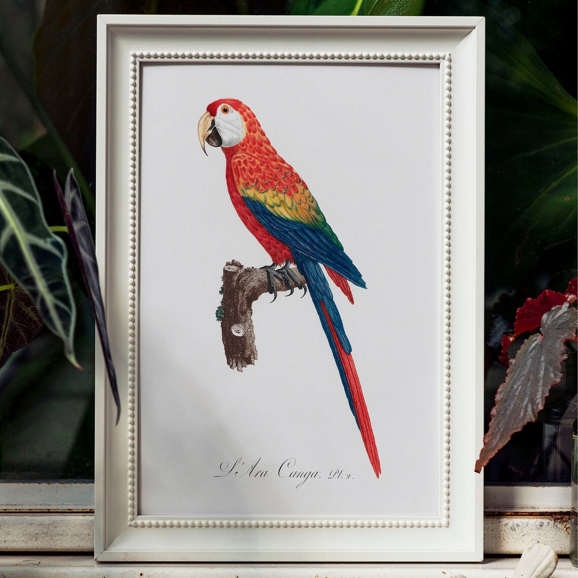 Scarlet Macaw Ara Canga Antique Parrot Bird Engraving Poster - Image 4