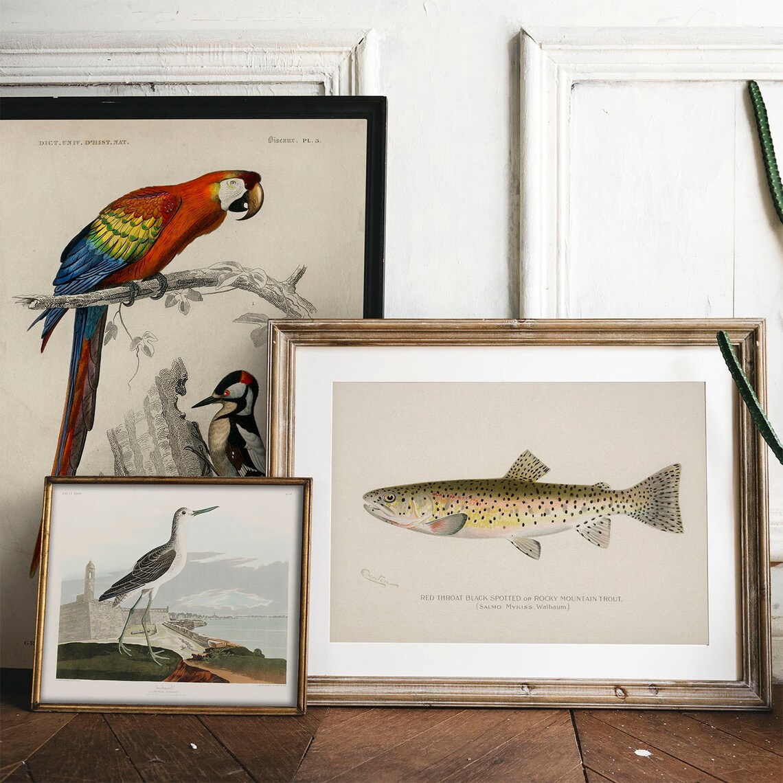Red Throat Black Spotted Fish Vintage Fishing Poster - Image 2
