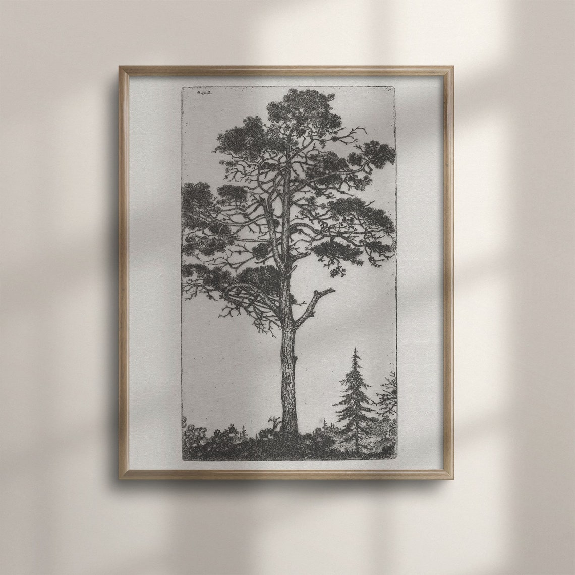 Antique Tall Pine Tree Forest Etching Botanical Sketch Print