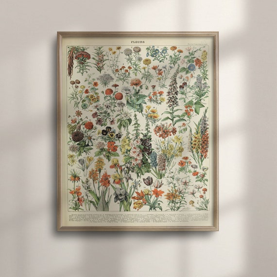 Adolphe Millot 1909 Vintage Flower Poster, Botanical Art
