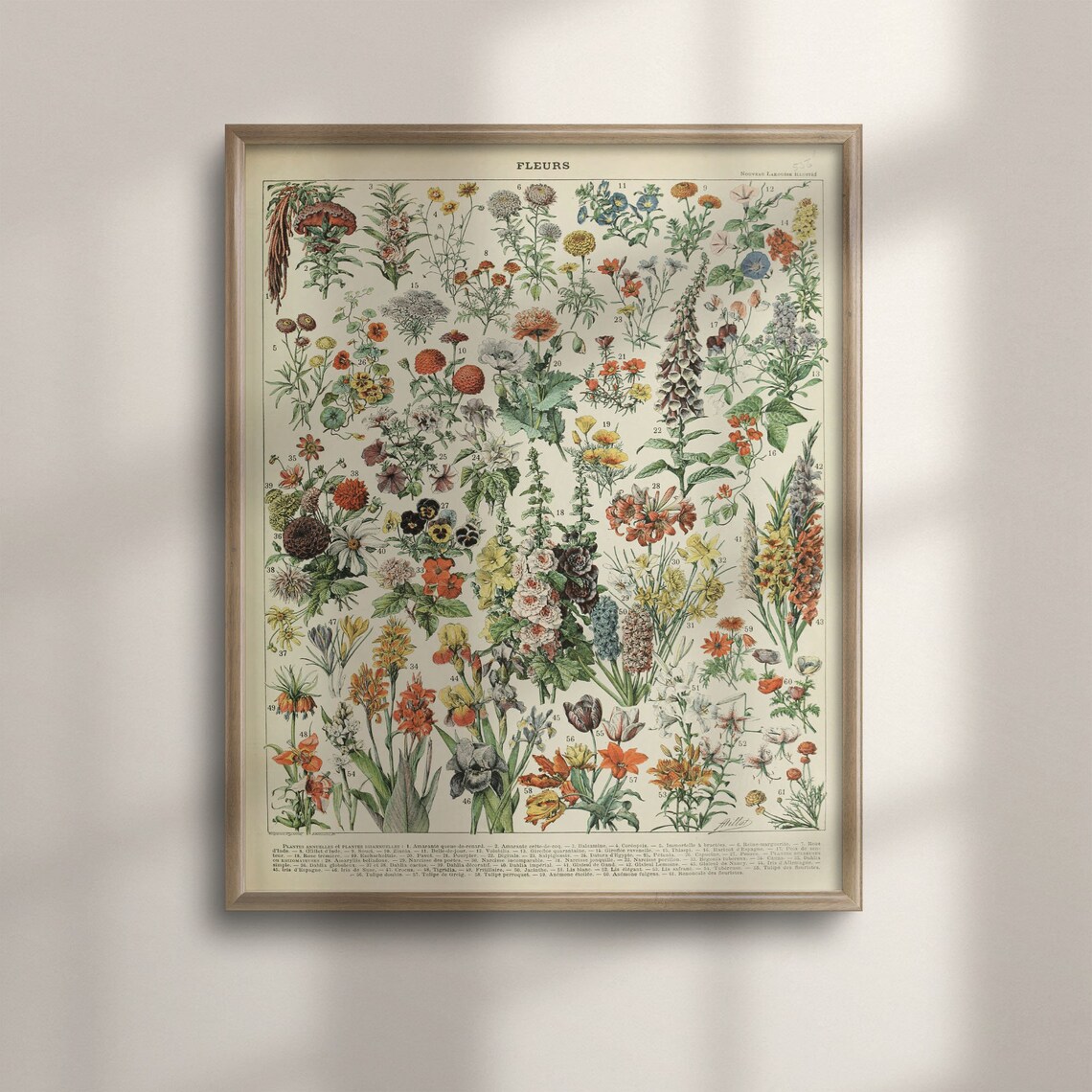 Adolphe Millot 1909 Vintage Flower Poster, Botanical Art