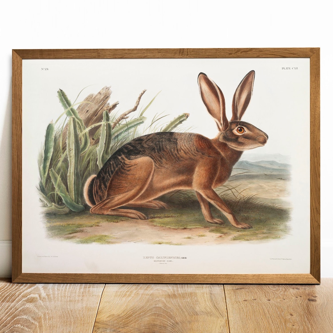 Antique Hare Vintage Animal Poster Print