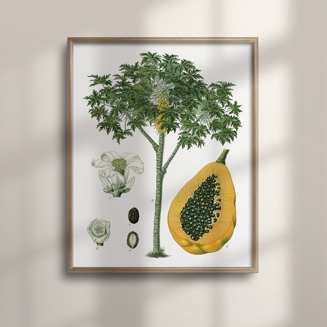 Vintage Papaya Tree Botanical Illustration Tropical Fruit Wall Poster