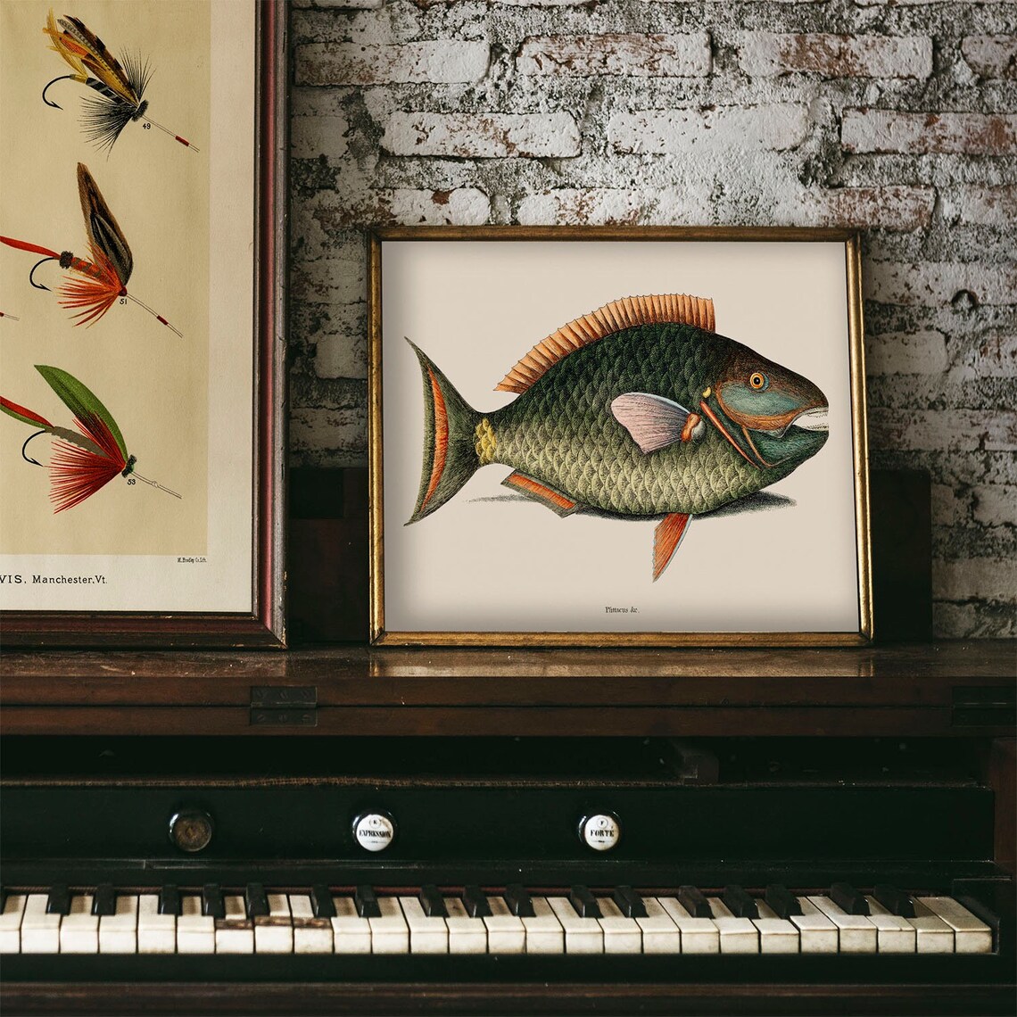 Antique Parrotfish Fish Engraving Vintage Tropical Aquarium Art Poster - Image 4