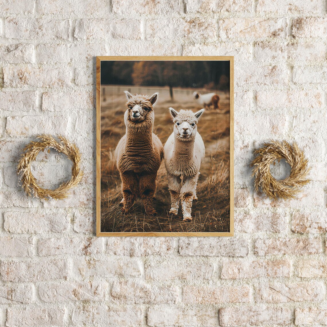 Alpaca Pair on a Golden Autumn Pasture Photographic Art Poster - Image 6