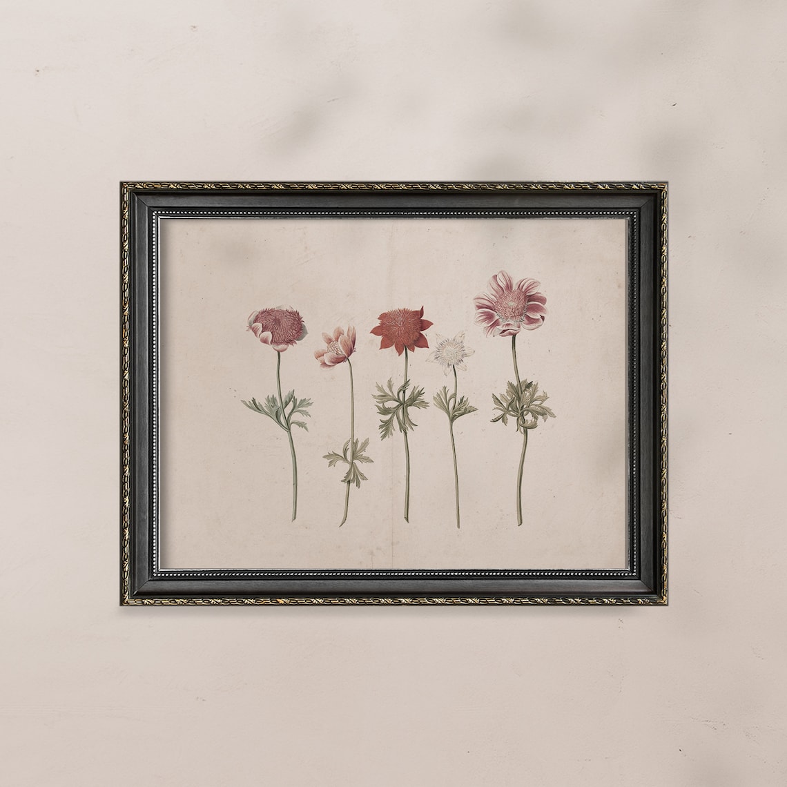 Antique Anemone Wildflower Study Dusty Rose Vintage Floral Poster - Image 4