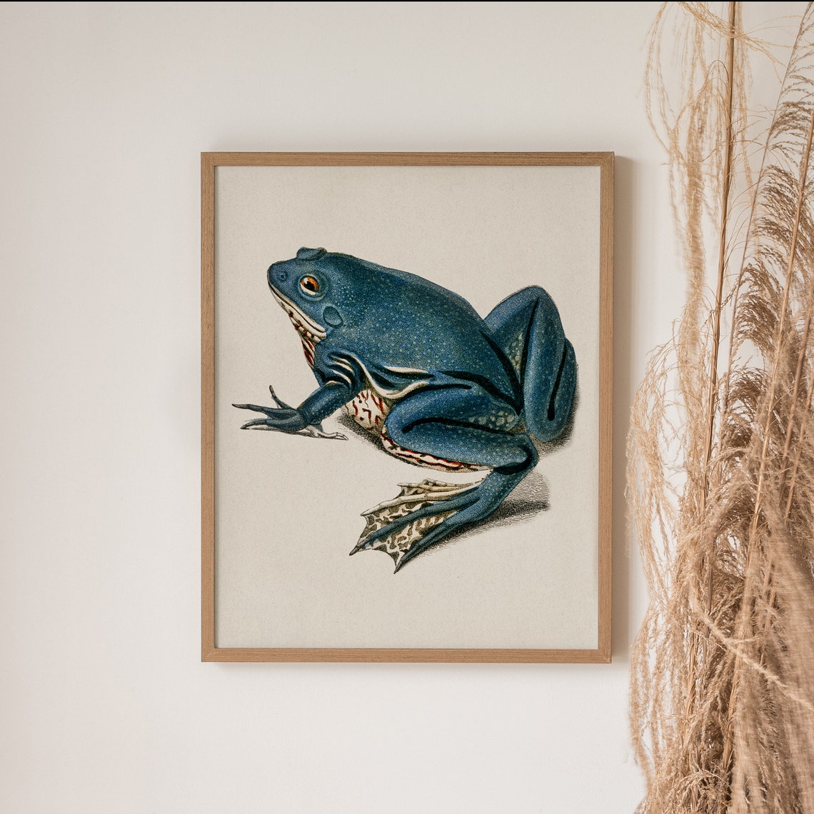 Blue Frog Vintage Naturalist Illustration Antique Toad Study Wall Art - Image 5