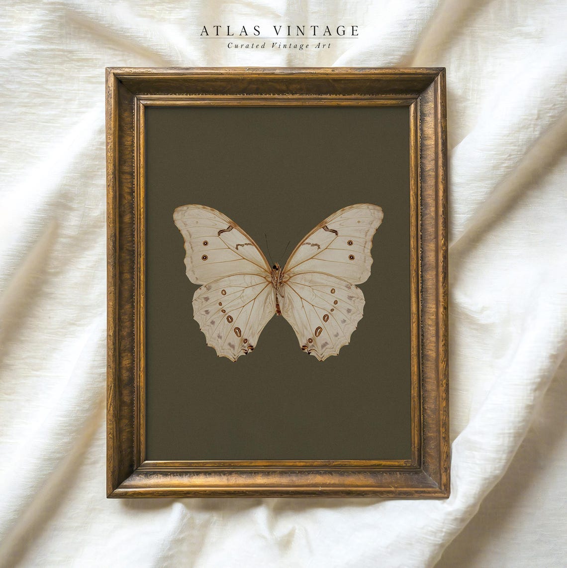 White Butterfly Specimen Dark Olive Botanical Style Art Poster