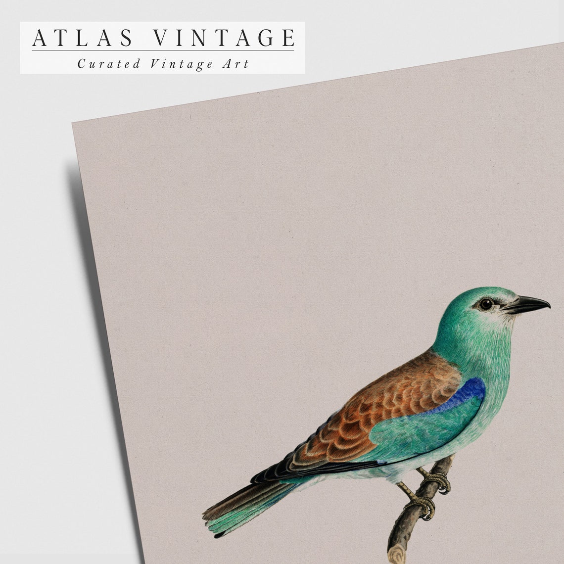 Vintage Perched Teal Bird Antique Songbird Study Painting Poster - Image 7