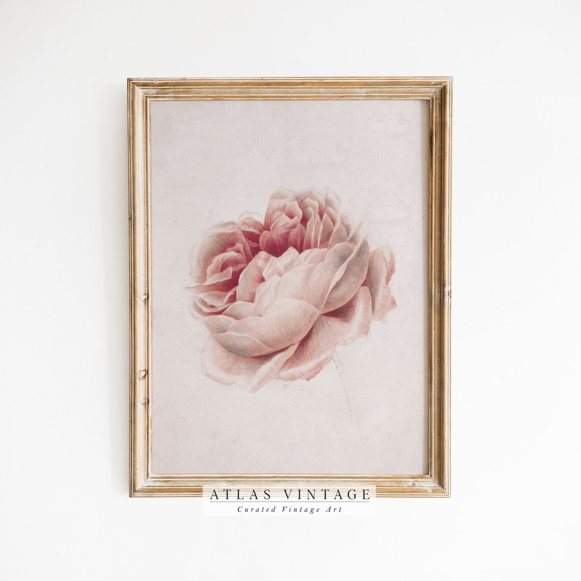 Blush Pink Peony Vintage Botanical Illustration Minimal Floral Print