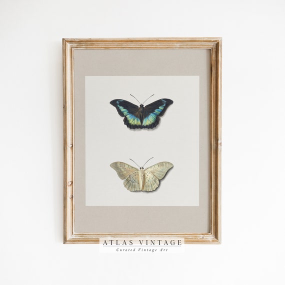 Vintage Butterfly Wall Art Antique Moth Painting Teen Girl Room Wall Decor French Country Wall Art Farmhouse Decor