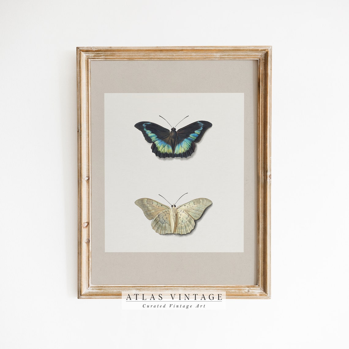 Black And Blue Butterfly With Pale Moth Minimalist Entomology Poster