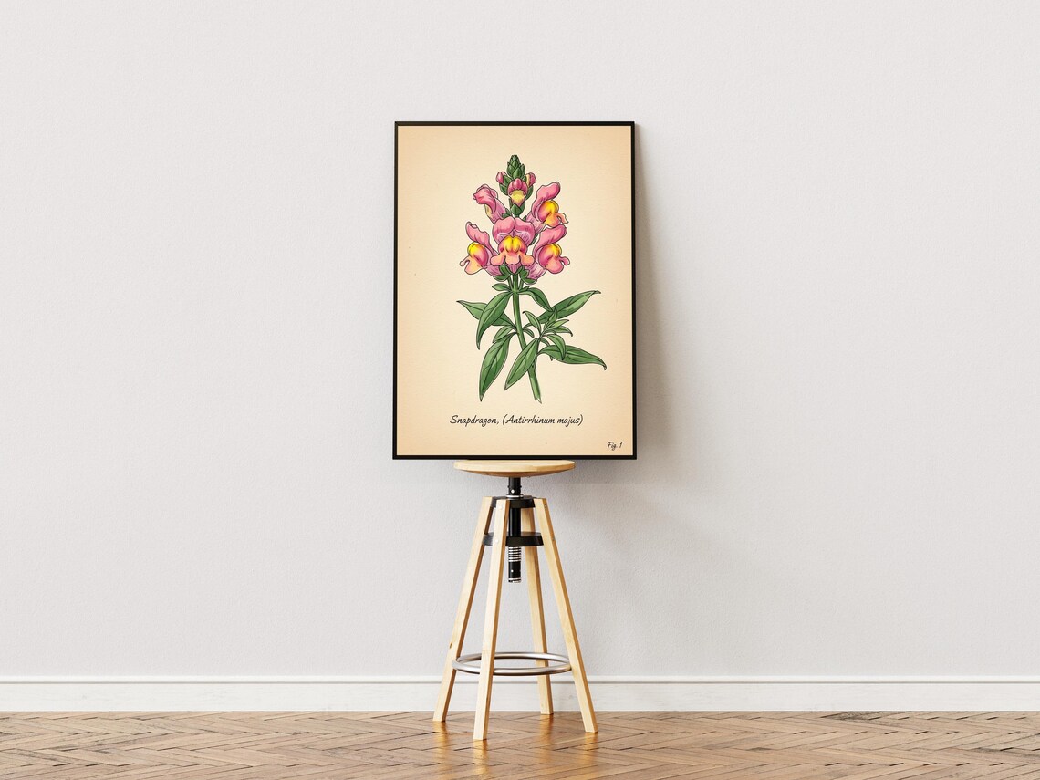 Pink Snapdragon Flower Botanical Illustration Vintage Art Print