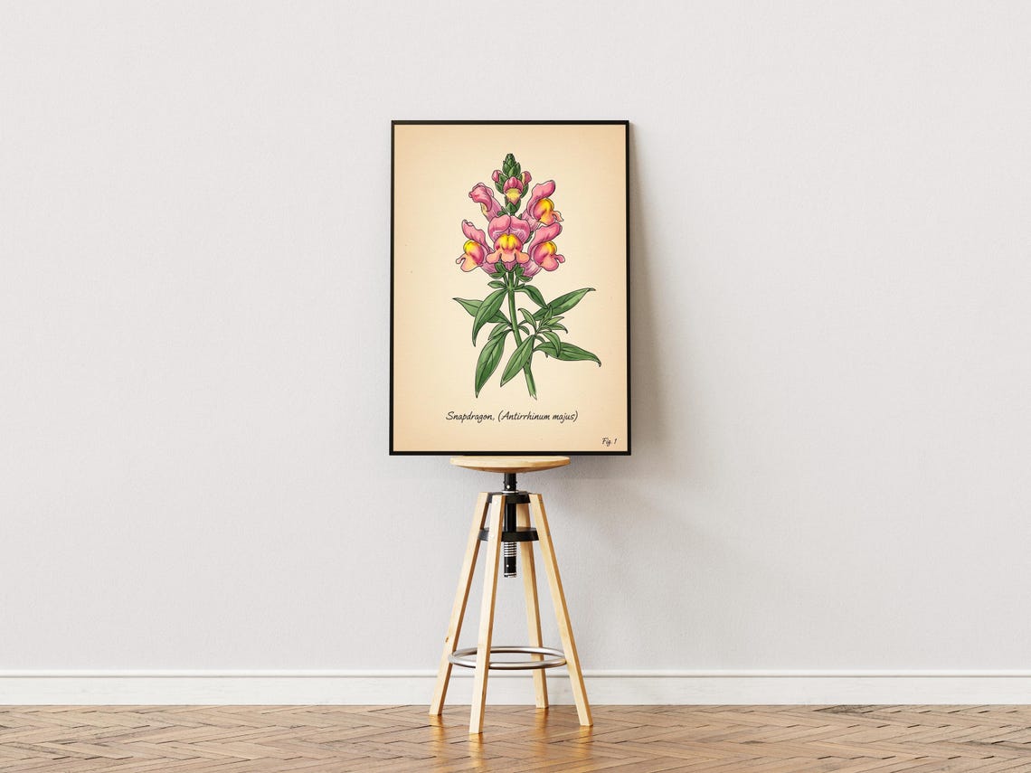 Snapdragon Art Print Vintage Botanical Illustration Pink Flowers