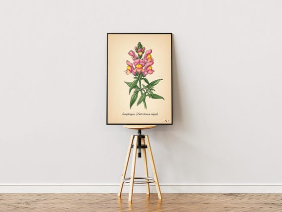Snapdragon Art Print Vintage Botanical Illustration Pink Flowers