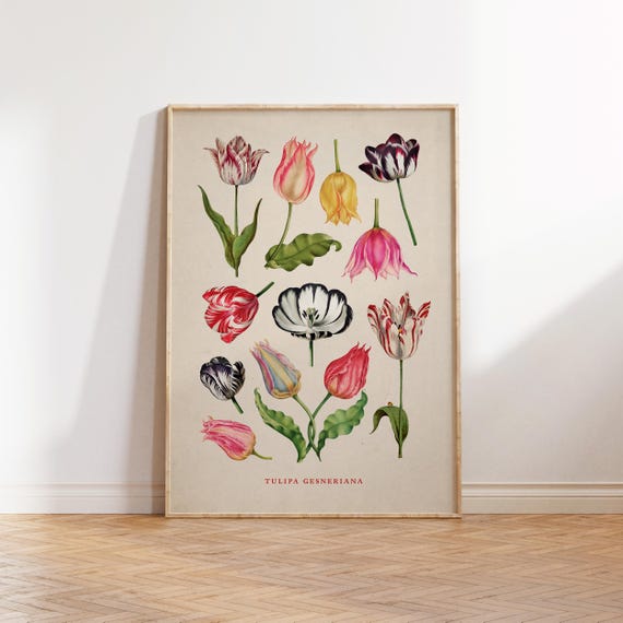 Vintage Tulipa Gesneriana Illustration, Tulip Art Print