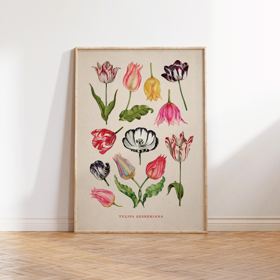 Vintage Tulipa Gesneriana Illustration, Tulip Art Print