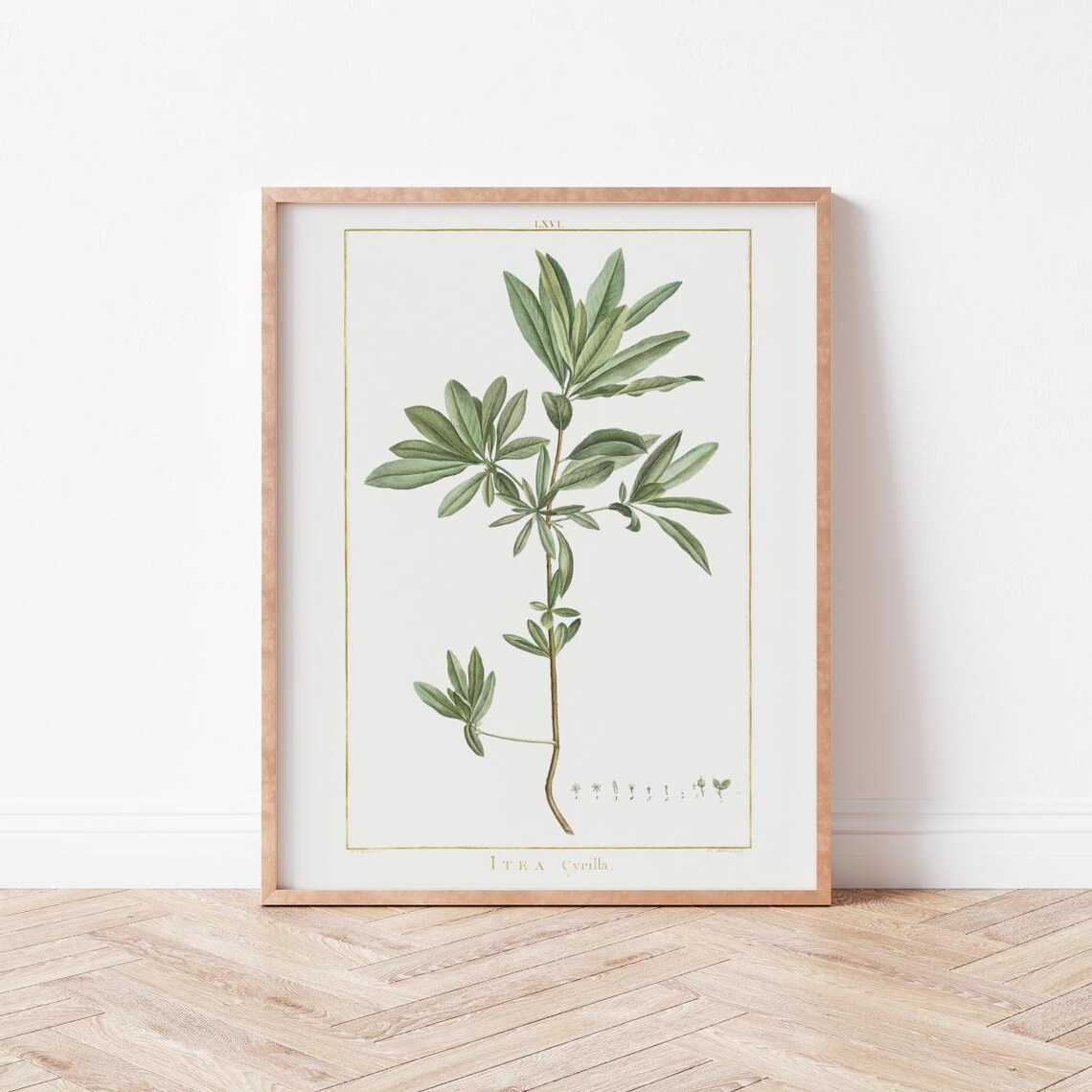 Vintage Botanical Green Plant Illustration Natureinspired Decor Leaf Wild Violets Bo0011
