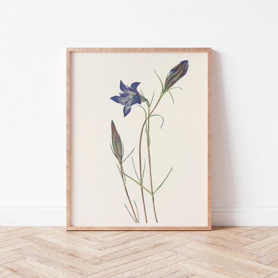 Vintage Botanical Blue Flower Wall Art Bell Wild Violets Prints Mw0006