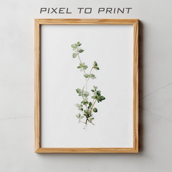 Delicate Watercolor Herb Sprig Minimal Botanical Study Poster