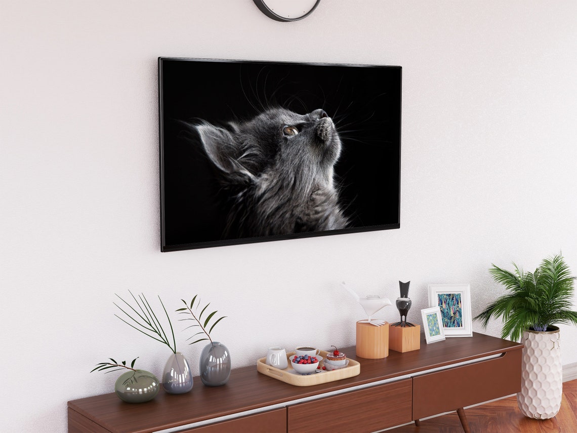 Gray Cat Close Up Portrait Black Background Pet Photo Poster - Image 2